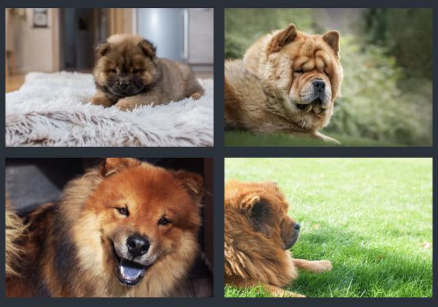 Chow chow growth rate