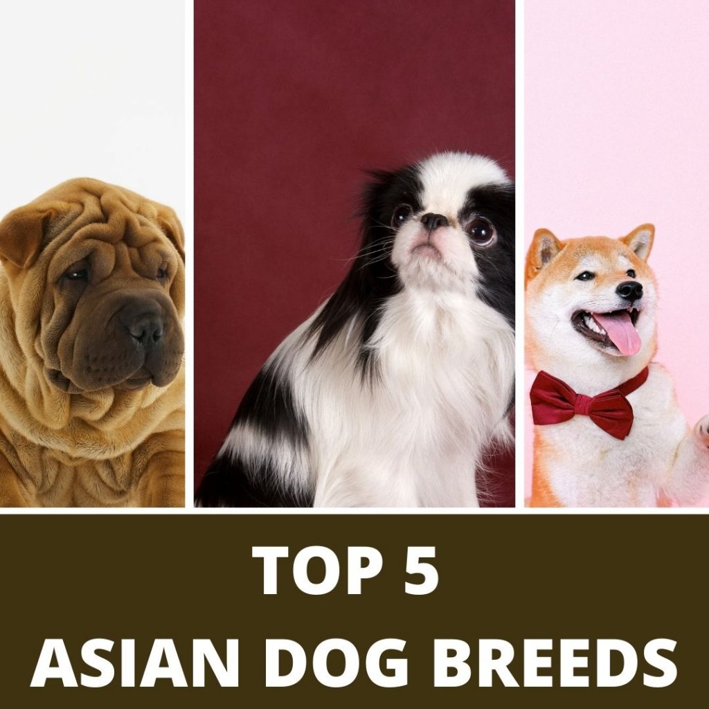 Top 5 popular asian dog breeds in the US