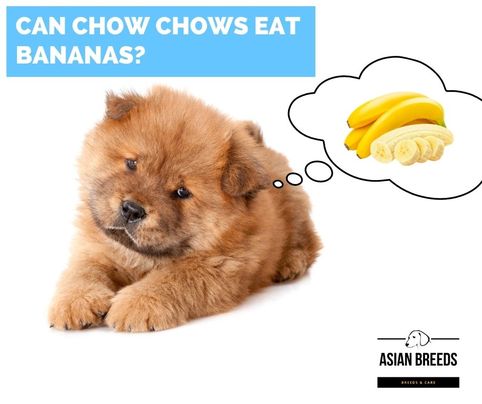 are bananas good for the chow chow