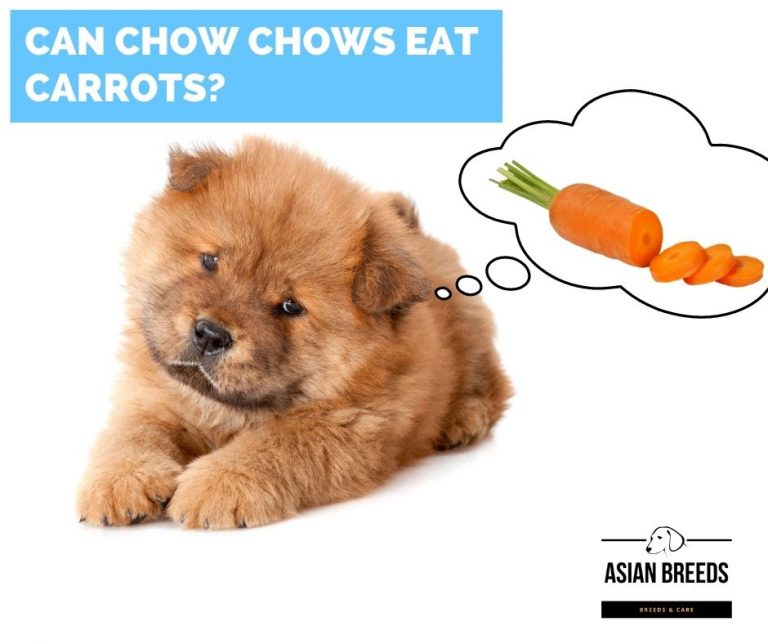 Can Chow Chows Eat Carrots 