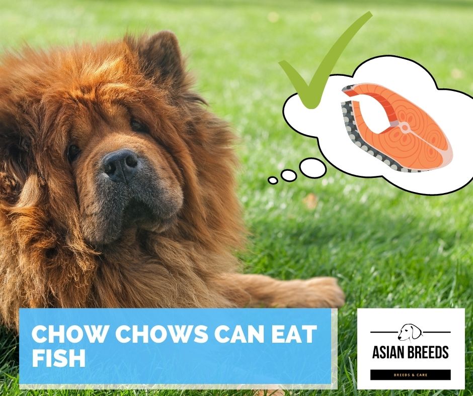 Chow chows can eat fish