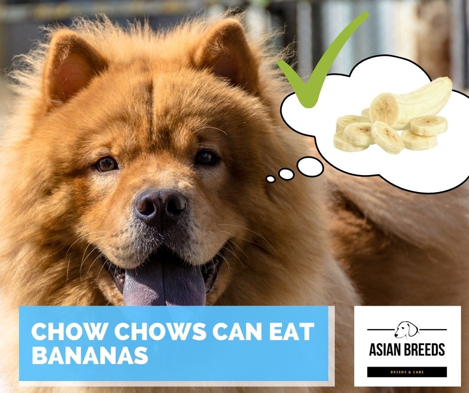 Chow chows can eat bananas