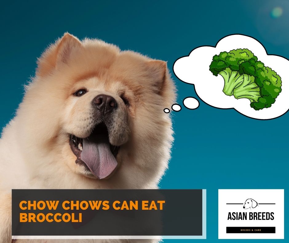 Chow chows can eat broccoli