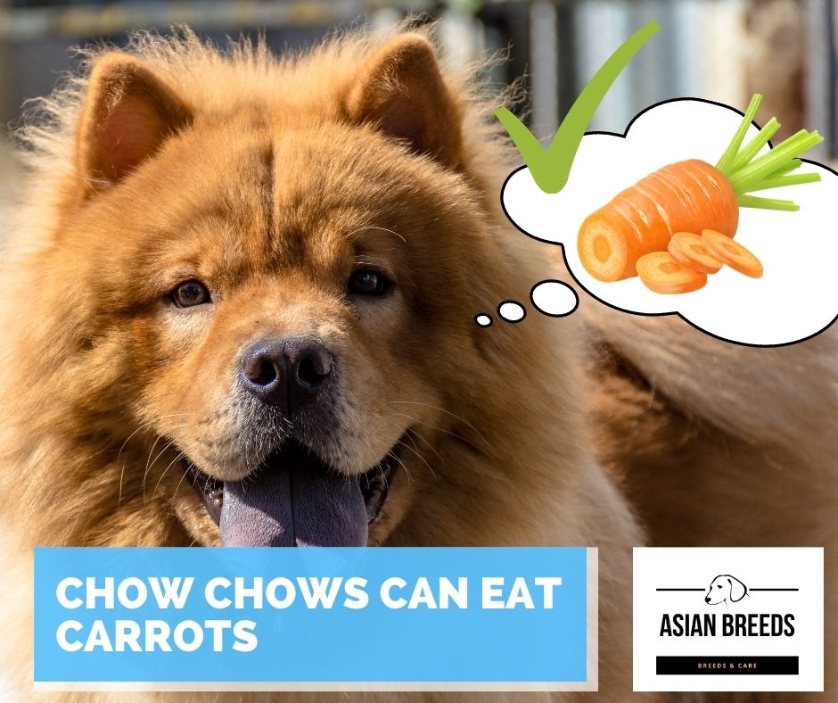 Chow chows can eat carrots