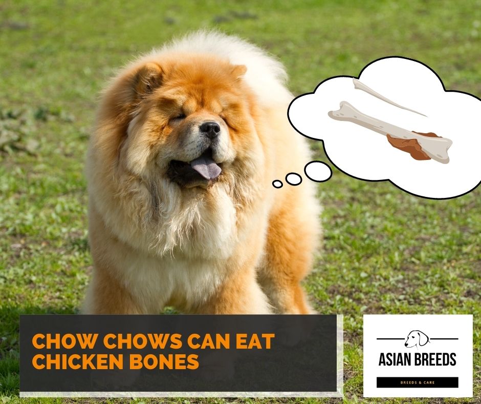 chow chows can eat chicken bones