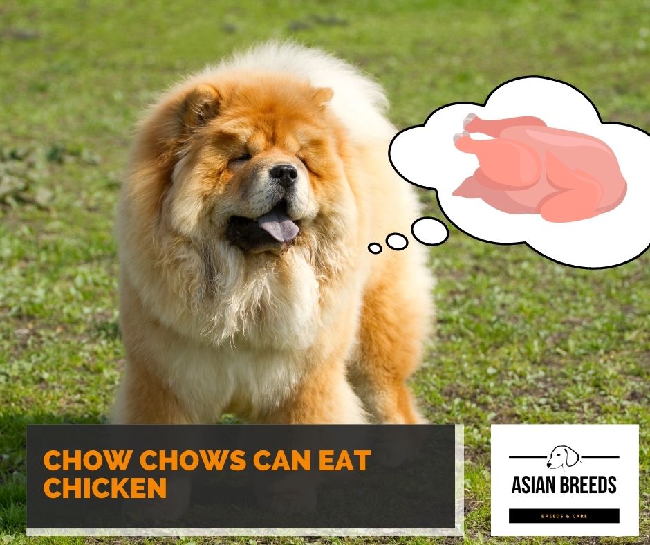 Chow chows can eat chicken