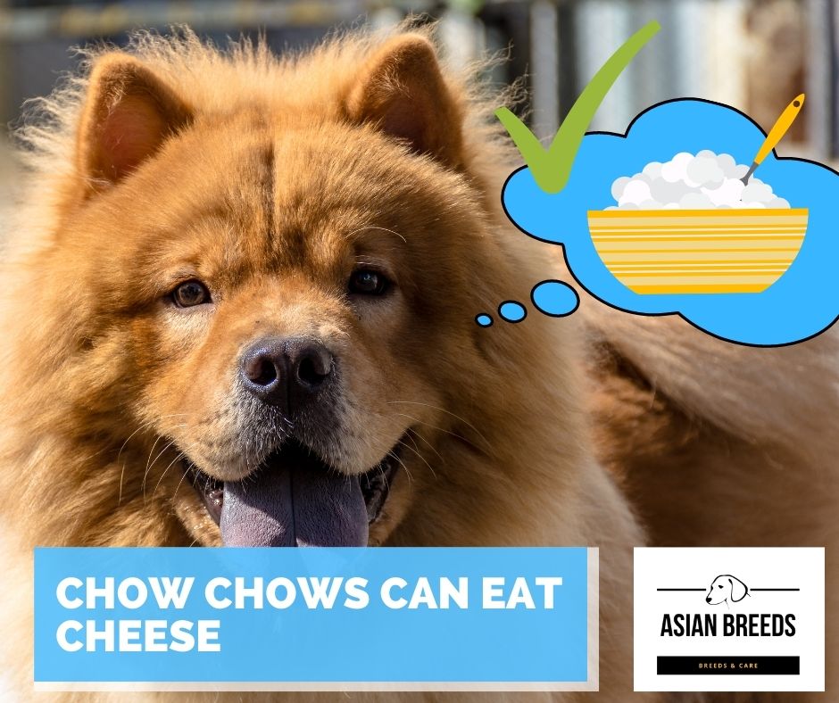 Can chow chows eat cheese? They can eat cottage cheese