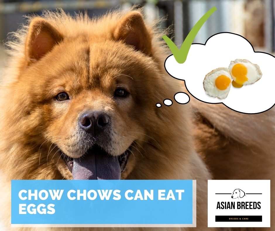 Can chow chows eat eggs? Yes they can