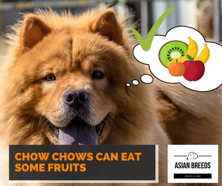 Can Chow Chows Eat Fruits? Yes - Learn What Fruits Are Safe For Chow Chows