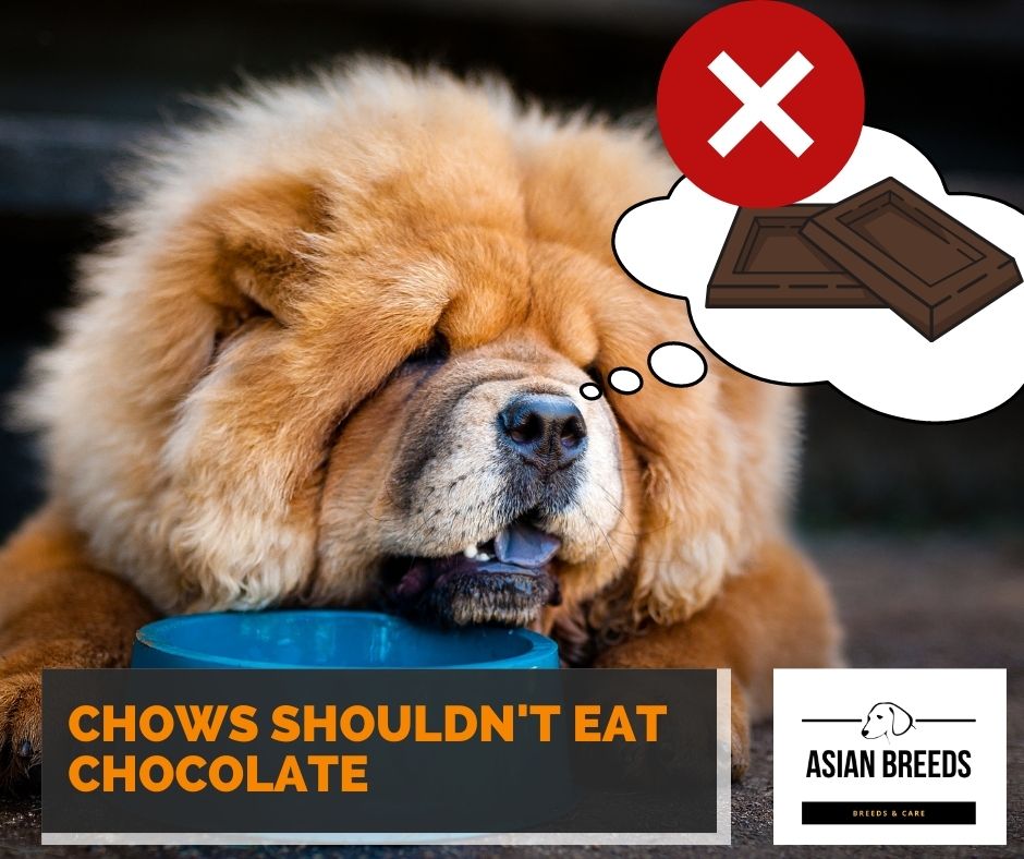 chow chows should not eat chocolate