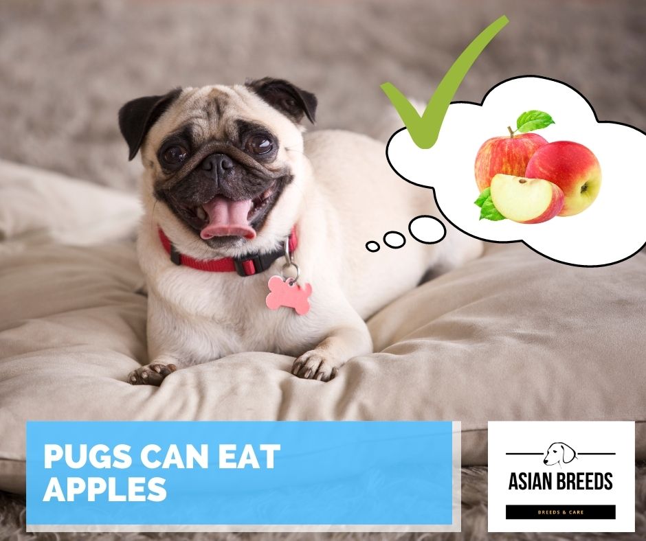 Can Pugs Eat Apples? Yes, they can