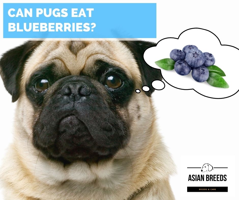 Can Pugs Eat Blueberries? Yes How To Give Pugs Blueberries