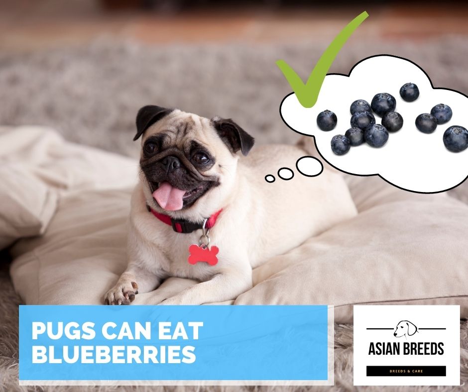 pugs can eat blueberries
