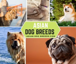 32 Asian Dog Breeds (With Pictures) - Asian Dog Breeds