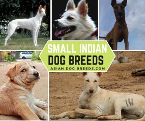 Top 7 Small Indian Dog Breeds That Stay Small For Pets (With Pictures)