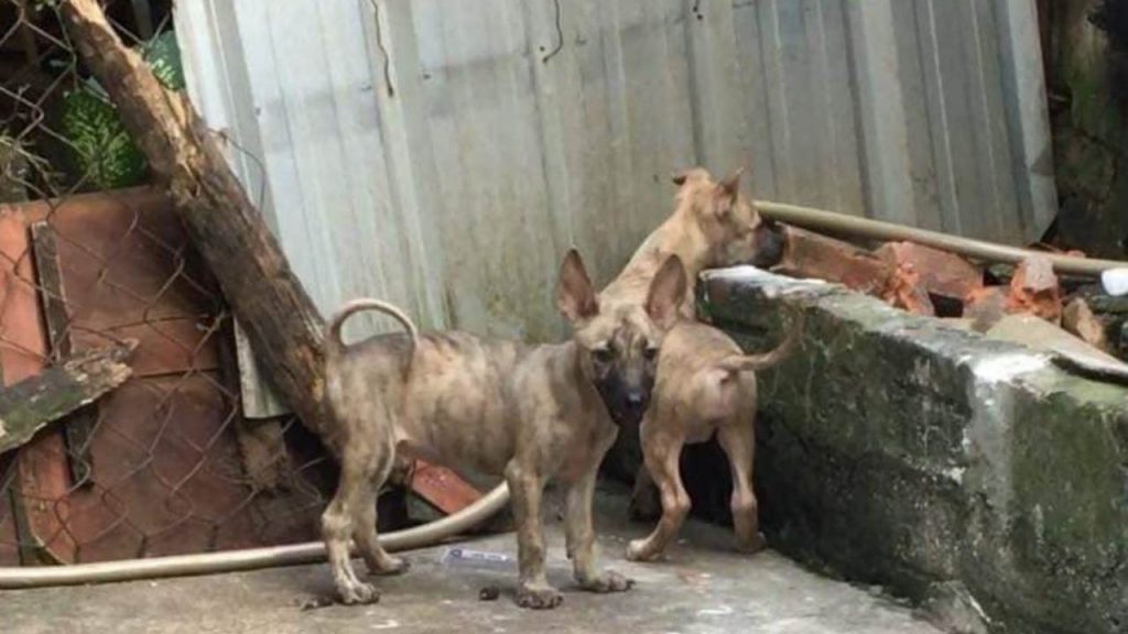 Two Baby Hmong Dogs